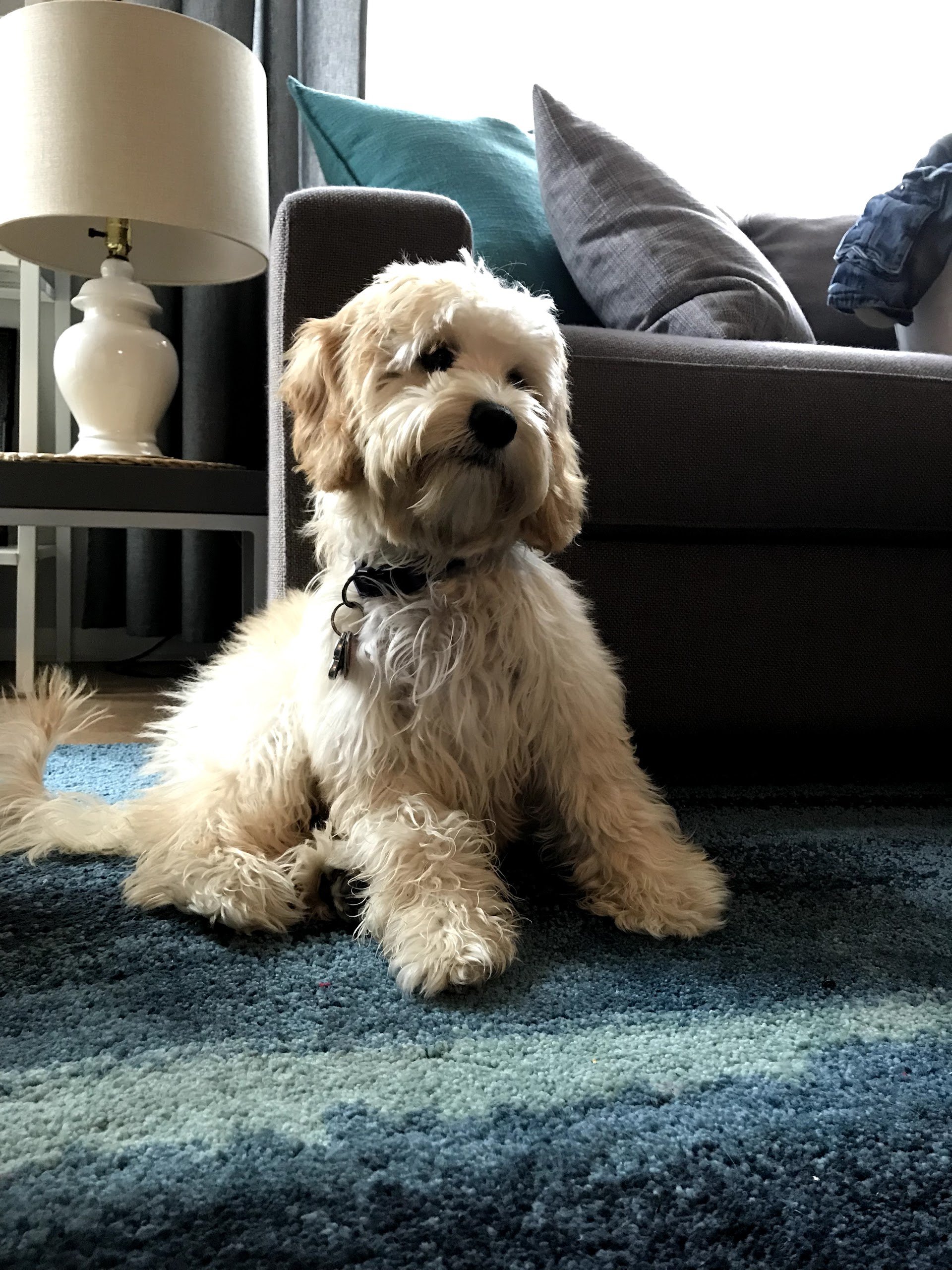 doglifequotes