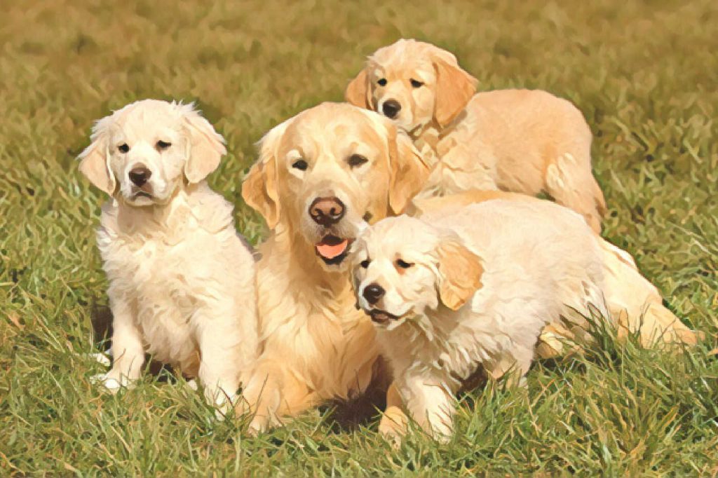 A family of dogs.