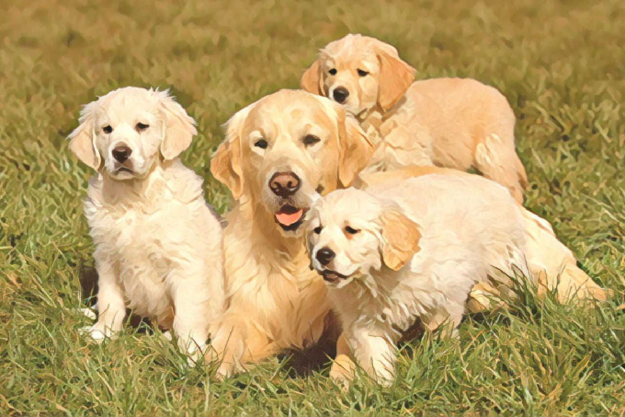 A family of dogs.