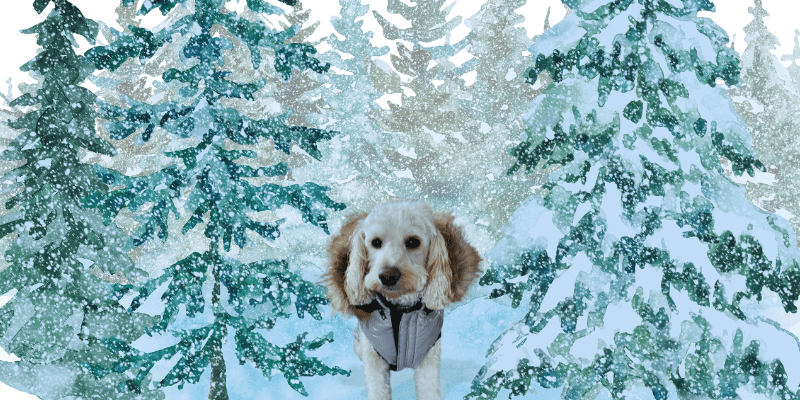 paige wintery forest